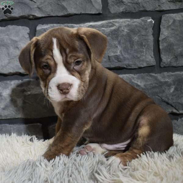 Riley, Beabull Puppy