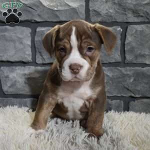 Riley, Beabull Puppy