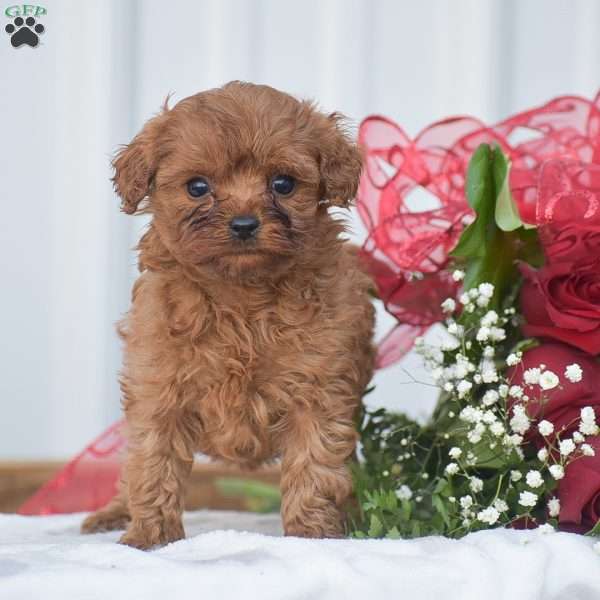 Lovebug-F1B, Cavapoo Puppy