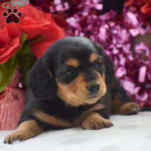 Annie – Mini, Dachshund Puppy