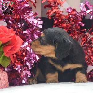 Annie – Mini, Dachshund Puppy