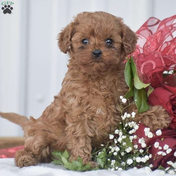 Sweetheart-F1B, Cavapoo Puppy