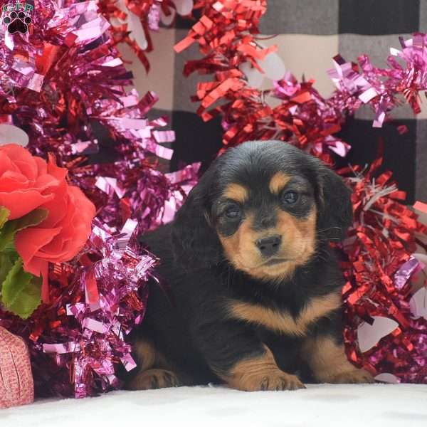 Annie – Mini, Dachshund Puppy