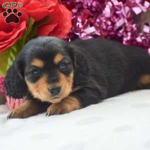 Annie – Mini, Dachshund Puppy