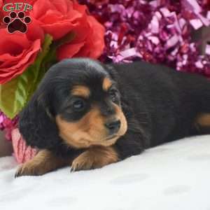 Annie – Mini, Dachshund Puppy