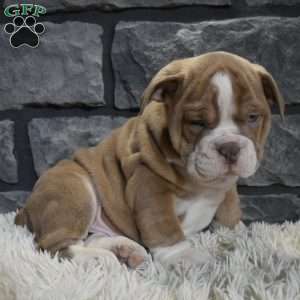 Ranger, Beabull Puppy