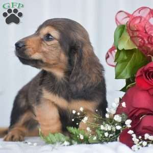 Anthony-Mini, Dachshund Puppy