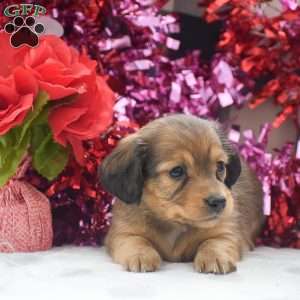 Paige – Mini, Dachshund Puppy