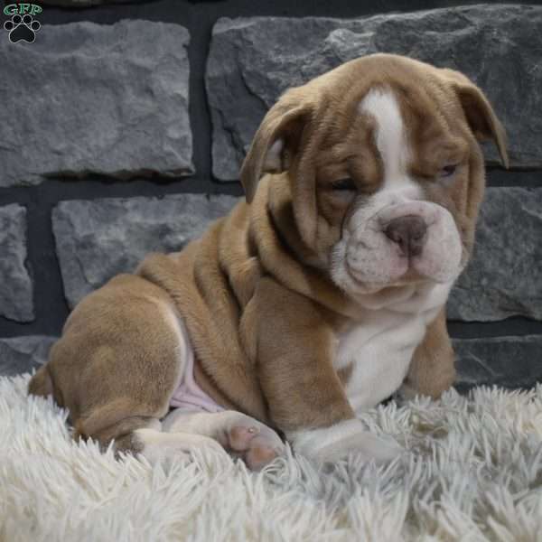 Ranger, Beabull Puppy