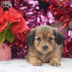 Paige – Mini, Dachshund Puppy