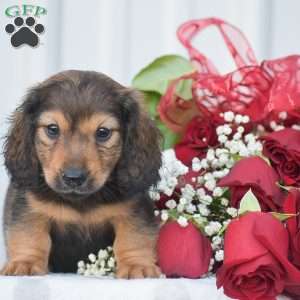 Anthony-Mini, Dachshund Puppy