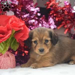 Paige – Mini, Dachshund Puppy