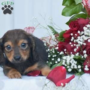 Austin-Mini, Dachshund Puppy
