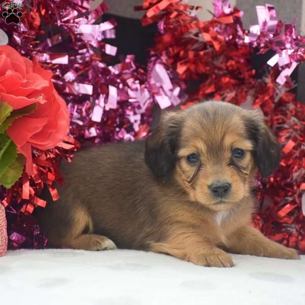 Paige – Mini, Dachshund Puppy