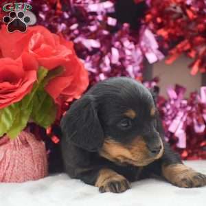 Banjo – Mini, Dachshund Puppy