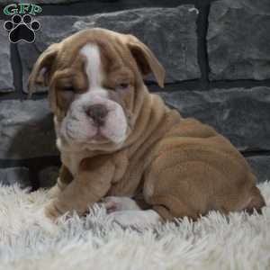 Ranger, Beabull Puppy