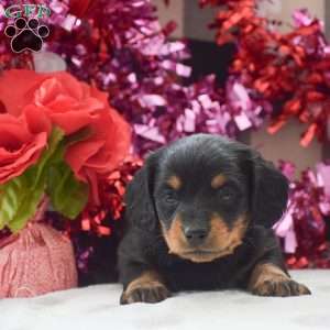 Banjo – Mini, Dachshund Puppy
