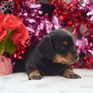 Banjo – Mini, Dachshund Puppy
