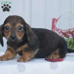 Austin-Mini, Dachshund Puppy