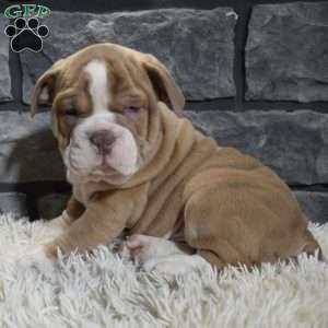 Ranger, Beabull Puppy