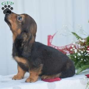 Austin-Mini, Dachshund Puppy