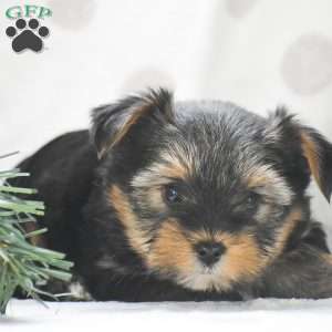 Juniper, Yorkie Puppy