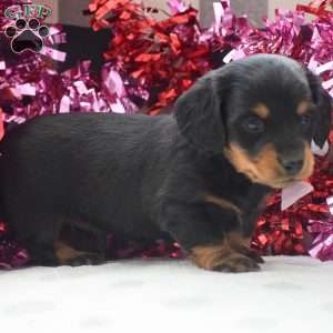 Banjo – Mini, Dachshund Puppy