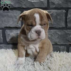 Ranger, Beabull Puppy