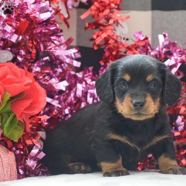 Banjo – Mini, Dachshund Puppy
