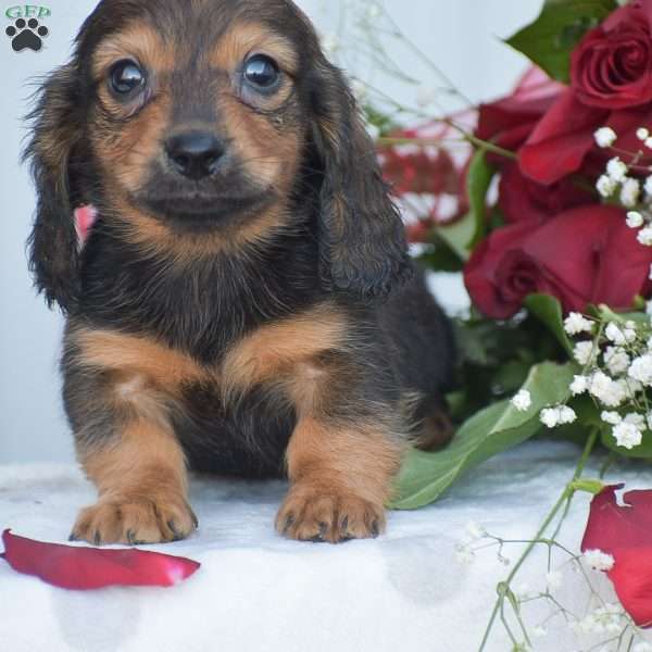 Austin-Mini, Dachshund Puppy