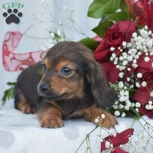 Austin-Mini, Dachshund Puppy