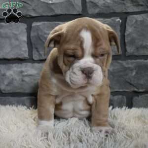 Ranger, Beabull Puppy