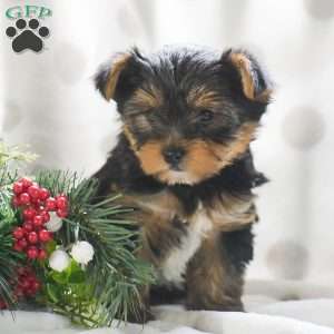 Jasper, Yorkie Puppy