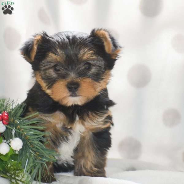 Jasper, Yorkie Puppy