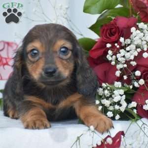 Austin-Mini, Dachshund Puppy