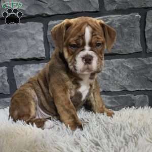 River, Beabull Puppy