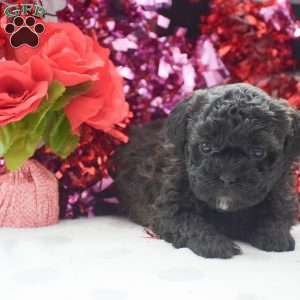 Stella – F1, Shih-Poo Puppy