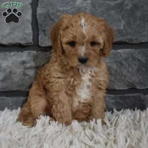 Theo, Cavapoo Puppy