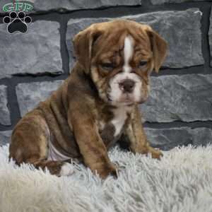 River, Beabull Puppy