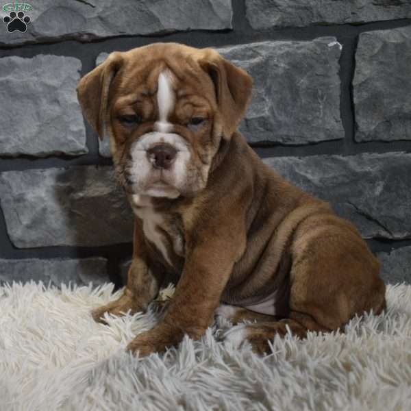 River, Beabull Puppy