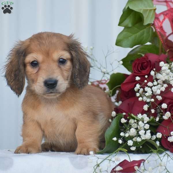 Arland-Mini, Dachshund Puppy