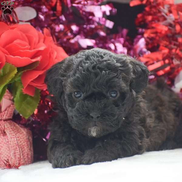 Stella – F1, Shih-Poo Puppy