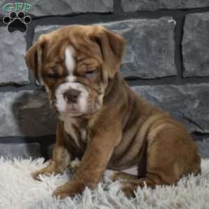 River, Beabull Puppy