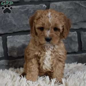 Theo, Cavapoo Puppy