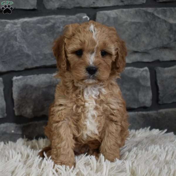 Theo, Cavapoo Puppy