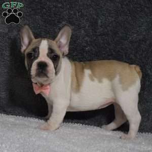 Lacey, French Bulldog Mix Puppy