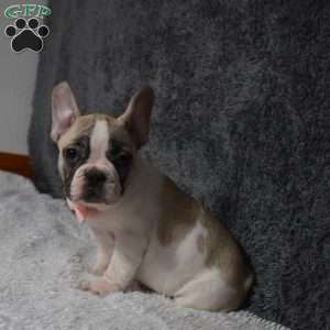 Lacey, French Bulldog Mix Puppy