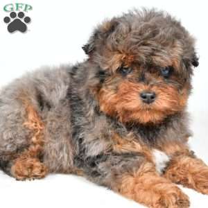 Braxtor, Mini Aussiedoodle Puppy