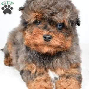 Braxtor, Mini Aussiedoodle Puppy