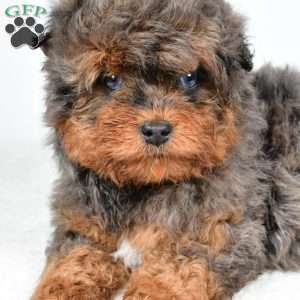 Braxtor, Mini Aussiedoodle Puppy